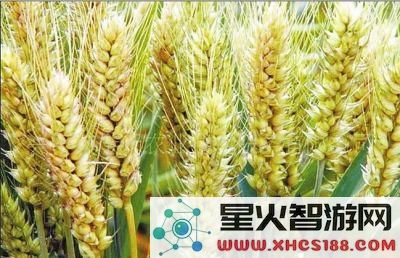 原神哪里可以弄到小麦
