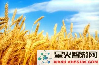 原神哪里可以弄到小麦