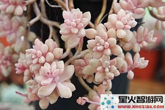 原神卖花蕊的商人 &lt;h3&gt;原神中卖花蕊的商人探索&lt;/h3&gt;