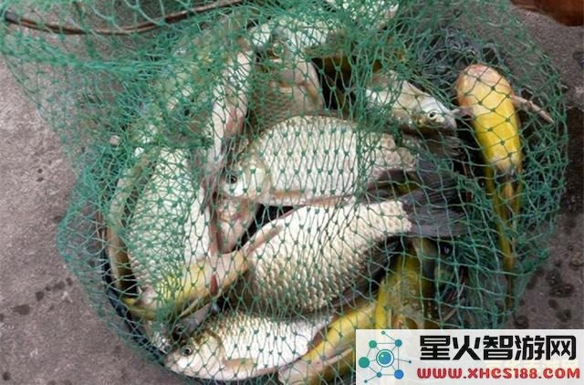 原神花鳉用什么鱼饵花鳉鱼饵推荐 原神花鳉鱼饵推荐及钓鱼攻略