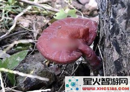 原神万叶海灵芝 原神万叶与海灵芝的奇妙关联