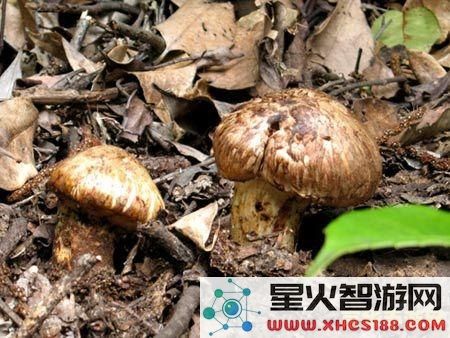 原神有商人卖松茸吗 原神中是否有商人售卖松茸？