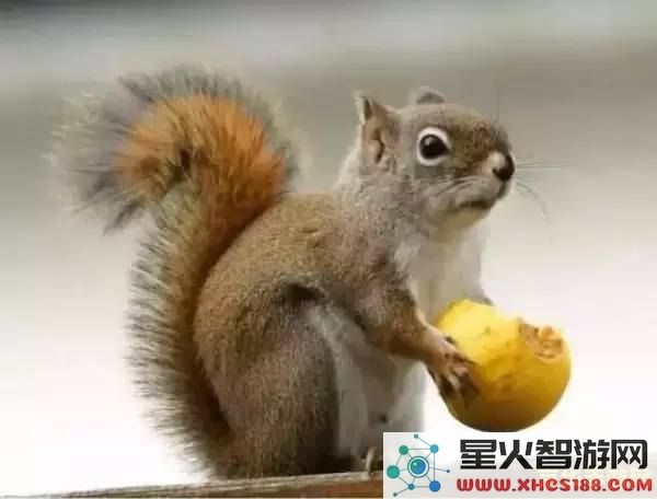 原神稻妻松鼠有什么用 原神稻妻松鼠的作用分析