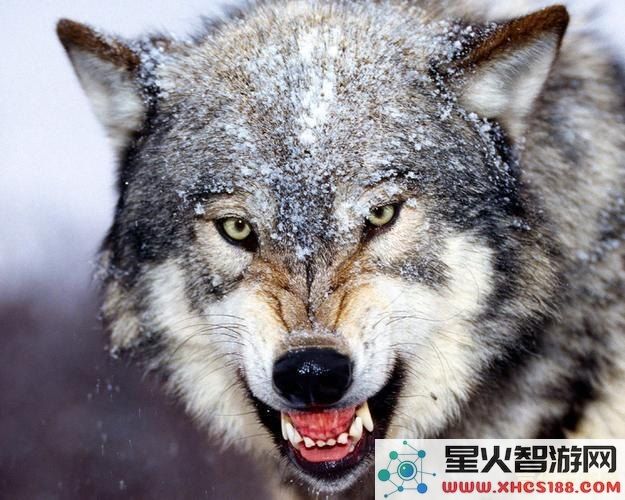 原神州本狼王叫什么 原神州本狼王挑战解析