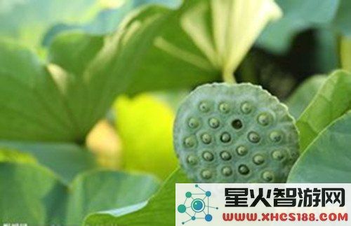 原神莲蓬采集地 原神莲蓬采集地全解析