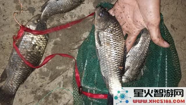 原神炮鲀和苦炮鲀用什么鱼饵 原神炮鲀和苦炮鲀用什么鱼饵