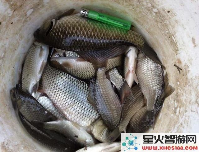 原神炮鲀和苦炮鲀用什么鱼饵 原神炮鲀和苦炮鲀用什么鱼饵
