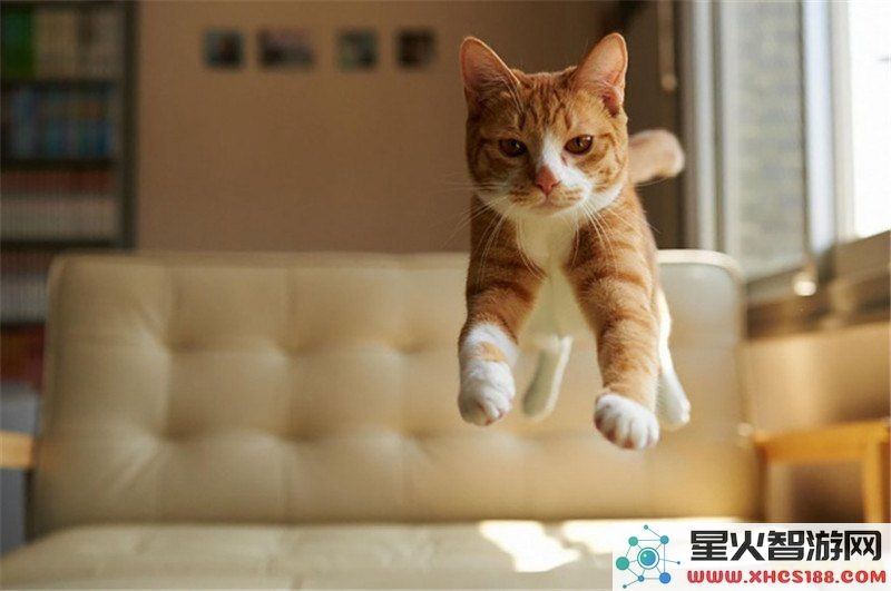 猫猫原神 猫猫原神：萌宠探险的奇幻之旅